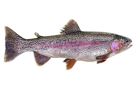 Rainbow trout isolated on white background, clipping path included