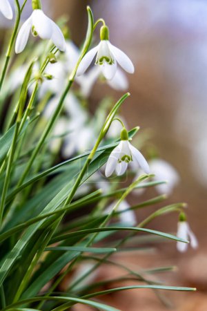 Photo for Snowdrops (Galanthus nivalis) bloom among fallen leaves in the wild in the forest in spring - Royalty Free Image
