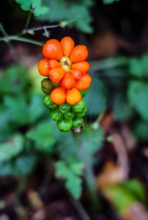 Photo for Arum maculatum with red berries, a poisonous woodland plant also named Cuckoo Pint or Lords and Ladies - Royalty Free Image