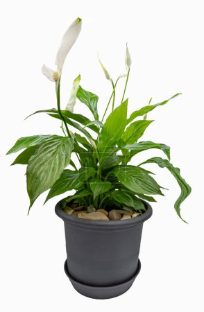 Photo for Houseplant - Spathiphyllum floribundum (Peace Lily). White Flower isolated on white background - Royalty Free Image