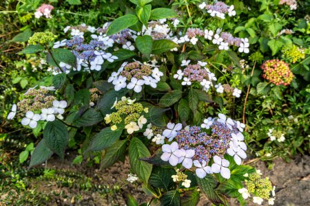 Foto de Foto de hojas y flores de Mountain Hydrangea (Hydrangea serrata) - Imagen libre de derechos