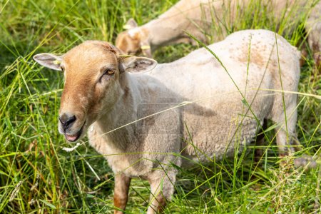 Foto de Las ovejas pastan en un pasto verde en los Países Bajos - Imagen libre de derechos