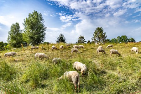 Foto de Las ovejas pastan en un pasto verde en los Países Bajos - Imagen libre de derechos