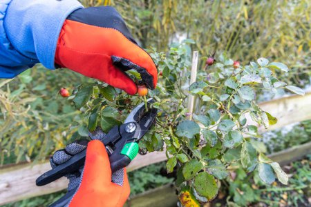 Pruning fruits from a rose bush in autumn
