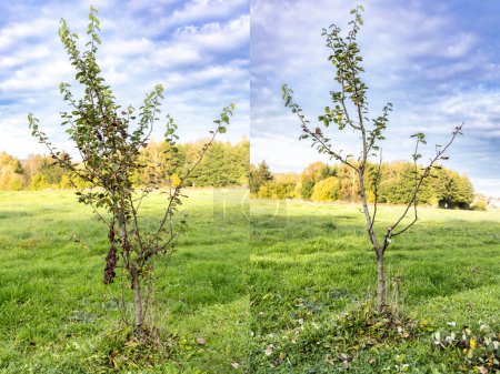 Young quince tree, photo before and after formative pruning in autumn