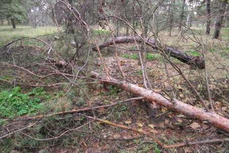 Téléchargez les photos : Arbre brisé dans la forêt. Vieux arbres de peuplement naturel en été avec chêne cassé au premier plan. arbre cassé - en image libre de droit