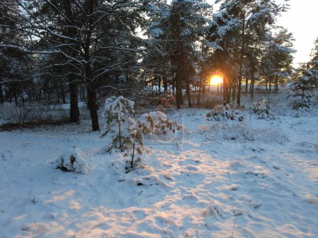 Photo for Walk in the winter forest. natural landscape with pine forest in winter. sunset in winter forest.high pines and snow.white snow and sunset. rest at nature. tall trees and sunset. sky and forest. winter atmosphere. - Royalty Free Image