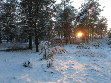 Photo for Walk in the winter forest. natural landscape with pine forest in winter. sunset in winter forest.high pines and snow.white snow and sunset. rest at nature. tall trees and sunset. sky and forest. winter atmosphere. - Royalty Free Image