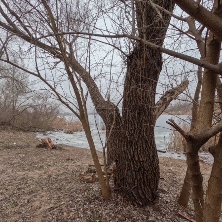 Foto de Cloudy landscape with old tree. overcast. old tree on the bank of the river. broken old oak. branches lie on the ground. - Imagen libre de derechos