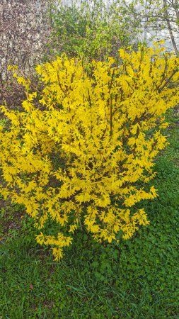 beautiful yellow bush. the bush blooms with yellow flowers. spring nature. Bright yellow Forsythia flowers on the blossoming bush in spring