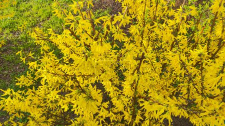 hermoso arbusto amarillo. el arbusto florece con flores amarillas. naturaleza primaveral. Amarillo brillante Forsythia flores en el arbusto en flor en primavera