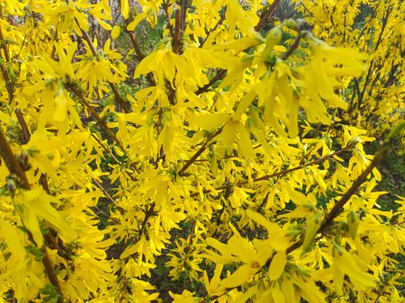 Téléchargez les photos : Beau buisson jaune. le buisson fleurit avec des fleurs jaunes. printemps nature. Fleurs Forsythia jaune vif sur le buisson en fleurs au printemps - en image libre de droit