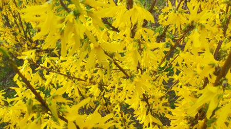 schöner gelber Strauch. blüht der Strauch mit gelben Blüten. Frühlingsnatur. Leuchtend gelbe Forsythienblüten am blühenden Strauch im Frühling