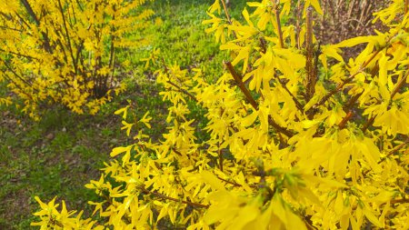 hermoso arbusto amarillo. el arbusto florece con flores amarillas. naturaleza primaveral. Amarillo brillante Forsythia flores en el arbusto en flor en primavera