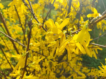 beau buisson jaune. le buisson fleurit avec des fleurs jaunes. printemps nature. Fleurs Forsythia jaune vif sur le buisson en fleurs au printemps
