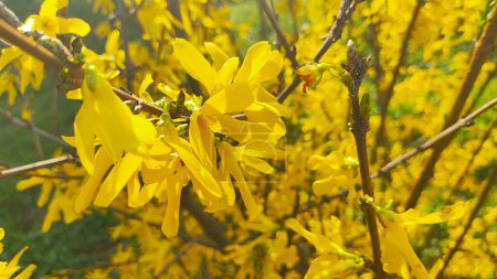 beautiful yellow bush. the bush blooms with yellow flowers. spring nature. Bright yellow Forsythia flowers on the blossoming bush in spring