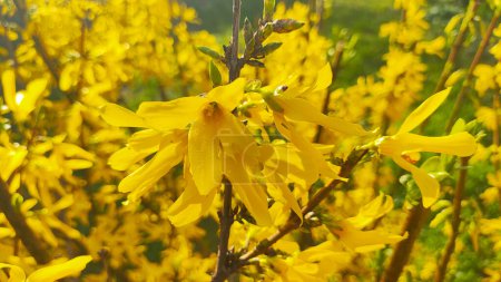 Téléchargez les photos : Beau buisson jaune. le buisson fleurit avec des fleurs jaunes. printemps nature. Fleurs Forsythia jaune vif sur le buisson en fleurs au printemps - en image libre de droit