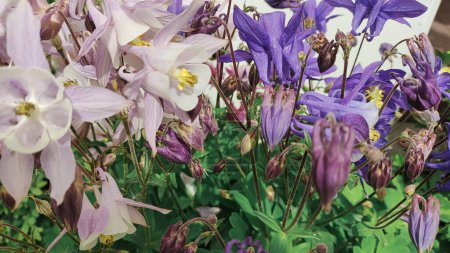 flores de campana. Primer plano de las campanas azules en Epping Forest. Fondo natural. flores de campana azul y púrpura.