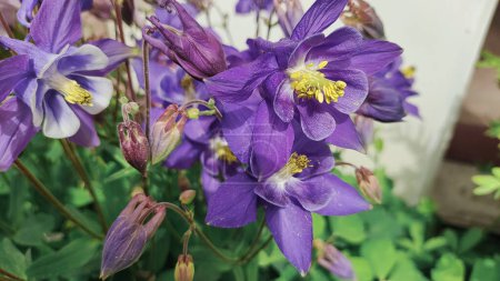 Glockenblumen. Nahaufnahme von Blauglocken im Eppinger Wald. Natürlicher Hintergrund. blaue und violette Glockenblumen.