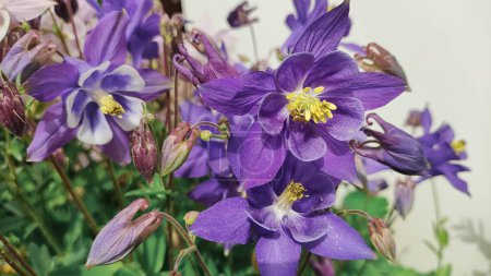 flores de campana. Primer plano de las campanas azules en Epping Forest. Fondo natural. flores de campana azul y púrpura.