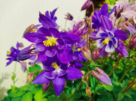 Glockenblumen. Nahaufnahme von Blauglocken im Eppinger Wald. Natürlicher Hintergrund. blaue und violette Glockenblumen.