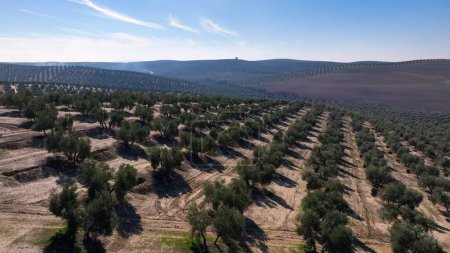 Téléchargez les photos : 4k Vue aérienne par drone du champ d'olivier pour la production d'huile d'olive, Andalousie, sud de l'Espagne. - en image libre de droit