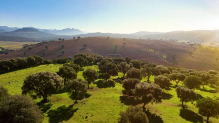 Téléchargez les photos : Survoler les collines verdoyantes du printemps avec fiel. Andalousie, sud de l'Espagne. - en image libre de droit