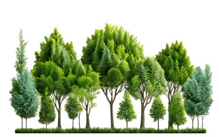 arbres ligne jardin isolé sur fond blanc, illustration 3D