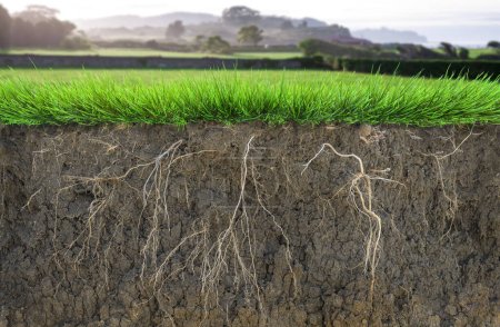 Foto de Suelo cruzado, hierba con raíces y campo verde sobre fondo - Imagen libre de derechos