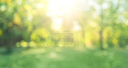 Photo for Soft focus blurred abstract background trees in sunny park - Royalty Free Image