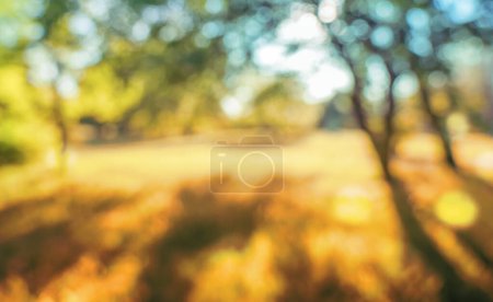 Photo for Blurred natural autumn forest  background with bokeh - Royalty Free Image