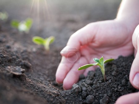 Photo for Hands holding green plant in soil, gardening and eco concept - Royalty Free Image