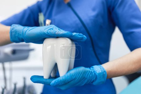 Oral dental hygiene. Healthy white tooth model in dentist hands and rubber gloves.