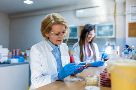 Photo for Scientist working with petri plate for analysis in the microscope of the lab. Doctor working and examining cultures in petri dishes in the microbiology lab - Royalty Free Image