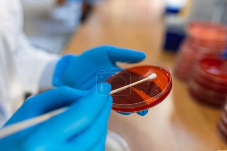 Photo for Chemical research in Petri dishes on red background. Preparing plates in a microbiology laboratory. Inoculating plates. Vaccine ampoule. Top view. Natural light. - Royalty Free Image