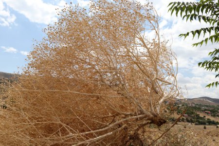 Téléchargez les photos : Usine sèche soufflant dans le vent dans la nature - en image libre de droit