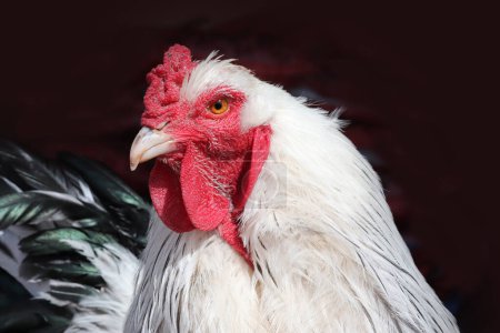 Photo for Brahma chicken at an organic sustainable farm - Royalty Free Image