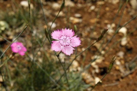Flor rosa silvestre - Cartujo; Dianthus carthusianorum 