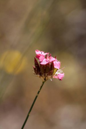 Foto de Flor rosa silvestre - Cartujo; Dianthus carthusianorum - Imagen libre de derechos