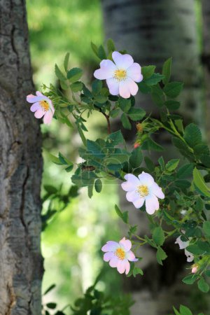 Hund Rose Nahaufnahme: rosa Blume mit grünen Blättern 