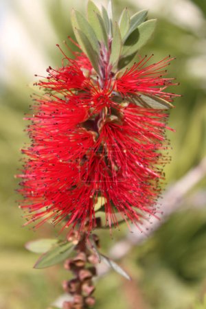 Red Bottlebrush flower, background with copy space
