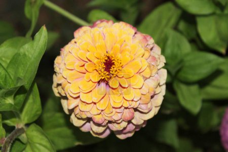 Blossom yellow zinnia flower on a green background on a summer day macro photography