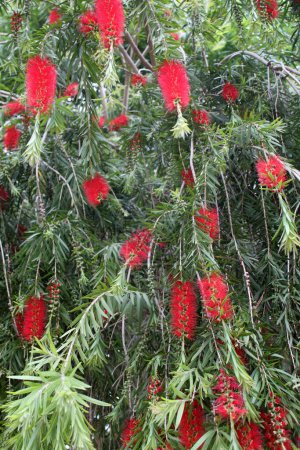 Red Bottlebrush flower, background with copy space