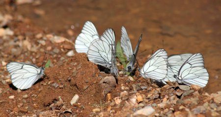 Foto de Gran grupo de mariposas. - Imagen libre de derechos