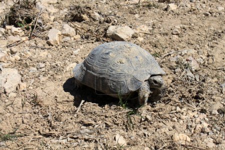 eine junge Schildkröte in der Natur