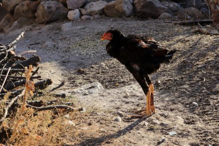Foto de Gallo negro vagando por ahí - Imagen libre de derechos