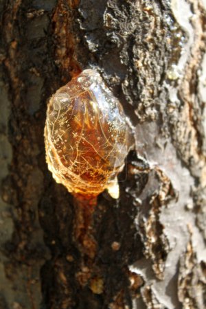Foto de Resina de un árbol, revestimiento natural para la protección contra los insectos - Imagen libre de derechos