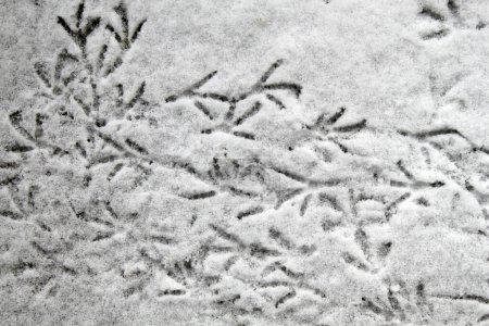 Foto de Pistas de pájaros en la nieve. - Imagen libre de derechos