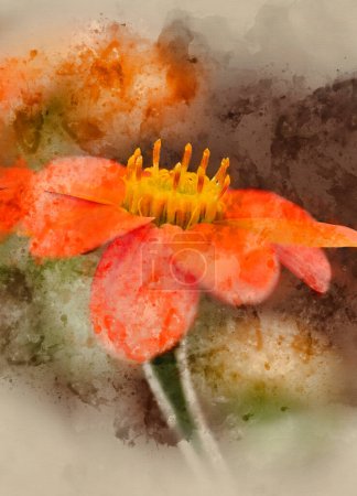 Foto de Hermosa imagen de cerca macro de Mexicna girasol tithonia rotundifolia flor en Inglés país jardín paisaje - Imagen libre de derechos