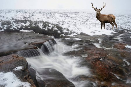 Foto de Imagen compuesta de ciervo rojo ciervo en paisaje invernal en las tierras altas escocesas con caoe del río en primer plano - Imagen libre de derechos